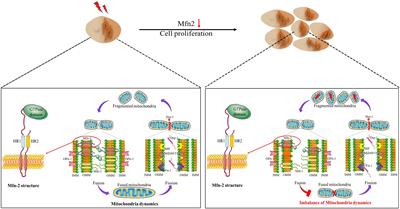 Mitofusin-2: A New Mediator of Pathological Cell Proliferation